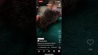 Igor the tenrec twerking! #trending #reels #trendingvideo #trendingreels #funny #funnyshorts
