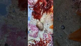 That camouflage! #octopus #tidepools #ocean #marinebiology #seacreatures #stem #lowtide #marinebio