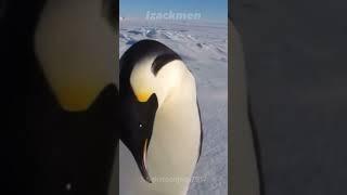 Penguin | Angry Penguin