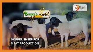 | Kenya's Gold | Dorper sheep for meat production