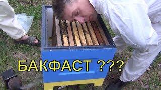 ЧТО ЗА ПЧЕЛЫ БАКФАСТ ???