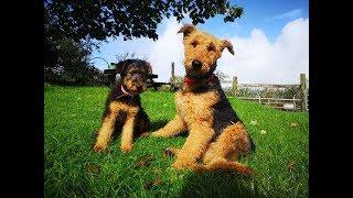 Airedale Terrier - Hunde, die immer gute Laune haben!