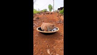 The silly and devilish nature has a Chinese pastoral dog. The daily routine of puppies