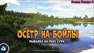 А что если Осётр? Да на бойлы и без ПВА, на Суре, фарм? • Driler - Русская Рыбалка 4