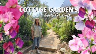 Take a Stroll Through the Cottage Garden's of Petaluma Sweet Pea Walk! 