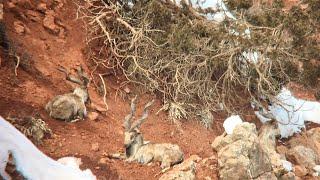 Biggest Bukharan Markhor in close distance .  #new #top #news #newyear #comment #christmas #like
