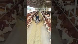 #farming #satisfying #shortvideo #shorts #naturalife #naturalrurallife #naturalrurallife#ruralliving