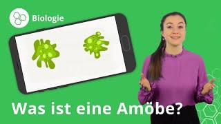 Amöben: Aufbau, Fortpflanzung, Nahrungsaufnahme – Biologie | Duden Learnattack