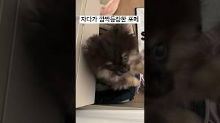 자다가 깜짝 등장한 포메 #포메라니안 #shorts