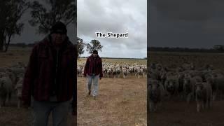 The Shepard | #sheep #sheepfarming #sheepherding #sheepfarm #farmanimals