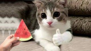 Hilarious CATS that Radiate Extremely Chaotic Energy Funny Pet Videos