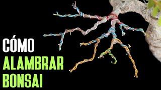 Aprende a alambrar BONSAI - Conexiones