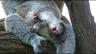  koala Baby  after 6 months out of the pouch!!!!!