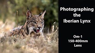 Photographing the Iberian Lynx with the OM-1 and 150-400mm lens at Hide de Calera in Spain. Part 1.