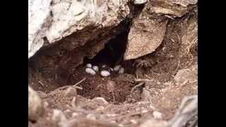 Bayağı Bukalemunu Yumurtlarken - Chamaeleo Chamaeleon Laying Eggs.