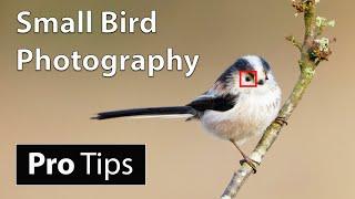 How to Photograph Small Birds: Camera Settings & Techniques (Advanced)