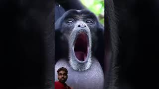 funny #comedy #trythatinasmalltown #monkey #animals #gorilla