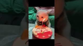 Meow Meow Birthday.. Epic Song - My Cat Joey’s Birthday Celebration