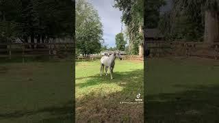 Smart horse follows backwards 