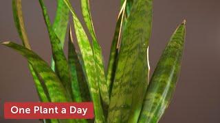 Dracaena (Sansevieria) trifasciata (Snake Plant) Houseplant Care — 10 of 365