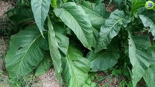 Tobacco leaf harvesting grade Virginia 202