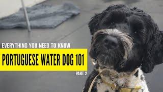 Everything You Need to Know About Portuguese Water Dogs (Part 2)