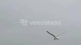 COMMON GULL LARUS CANUS ON THE BEACH OF PRORA ON RUGEN ISLAND GERMANY SEARCHING FOR FOOD HGUDULD E