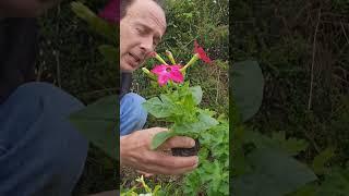 Nicotiana (tobacco plants) #gardening #summerflowers #ideas #shadelovingplants #garden