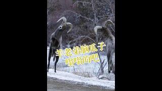 為什麼公羊每次頂完架都會發呆？ #神奇動物在抖音 #動物的迷惑行為 #科普