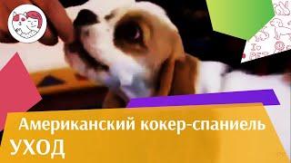 Американский кокер спаниель   Уход  и содержание на iLikePet