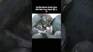 "Gorilla Mom’s Quick Save Will Melt Your Heart ️ #MotherLove #EmotionalShorts