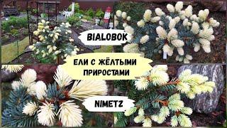 Ели с жёлтыми приростами. Bialobok и Nimetz.