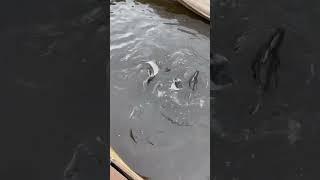 Форель ест хамсу #осетроваяферма #белугафиш #fishing #shortvideo #fish #узв #осетр #pondfishing