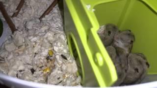 Baby Chinese Dwarf Hamsters!