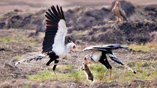 2 Secretary Birds Attack Rabbit