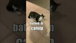 Have You Ever Bathed In Cat Nip