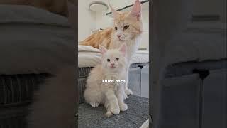 Mom's printer ran out of ink! #mainecoon #kittens