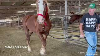 Picking up the last group of Belgian Draft Horses rescued from Bowie Livestock and an extra traveler