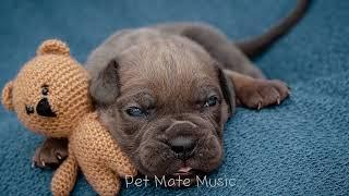  Calming Music for Dogs Home Alone | Dog Sleep Music for Separation Anxiety 