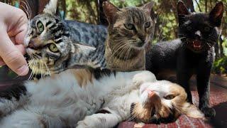 Stray Cat Diaries Vol. 2: This Week’s Cutest Stray Cats Compilation! 