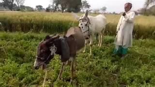 Now super murrah Male donkey meeting first time