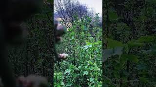 Forest Bathing - Far North food forest- #trees #foodforest #forest