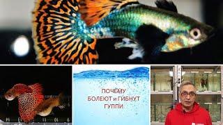 ПОЧЕМУ БОЛЕЮТ и ГИБНУТ ГУППИ / WHY DO GUPPIES GET SICK AND DIE