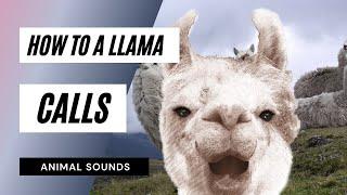 The Animal Sounds: Llama Calls / Sound Effect / Animation