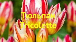 Тюльпан фостера Триколетте. Краткий обзор, описание характеристик tulipa Tricolette