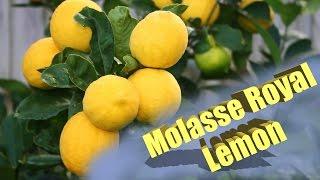 Molasse Royal Lemon im Test