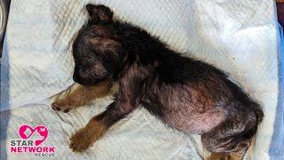 Neglected Puppy with Severe Skin Disease Transformed after Rescue