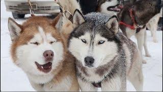 "Husky-Fest" Dog Sled Race Held in Russia