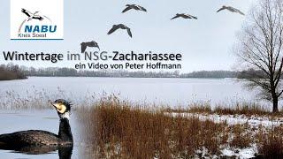 Wintertage im NSG Zachariassee