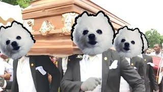 гробовщики танцуют пока собака лает (coffin dance meme)